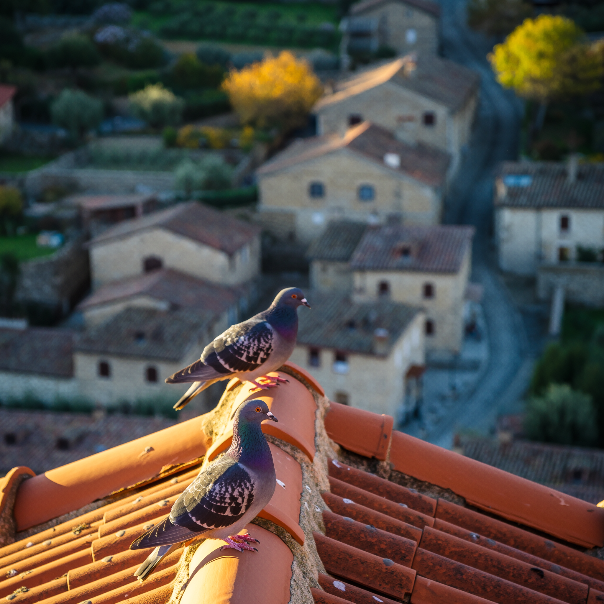 Photographie d’illustration de pigeons posés sur une toiture